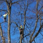 Tree Removal, Simcoe & Muskoka County