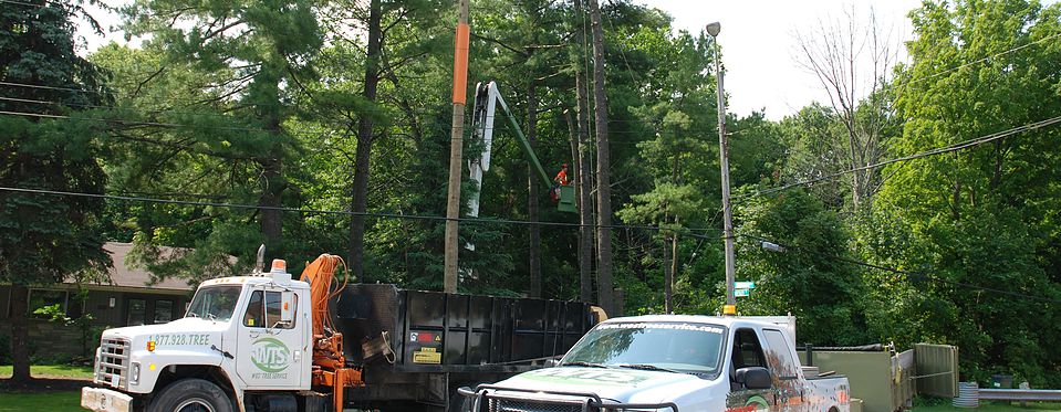 Utility Line Clearing