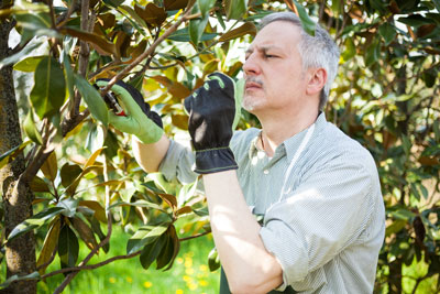 tree shrub removal