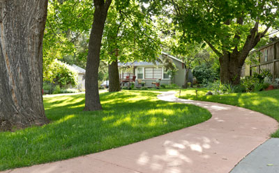 Certified Tree Arborist Barrie On Wes Tree Service