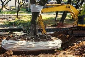 Construction Tree Services