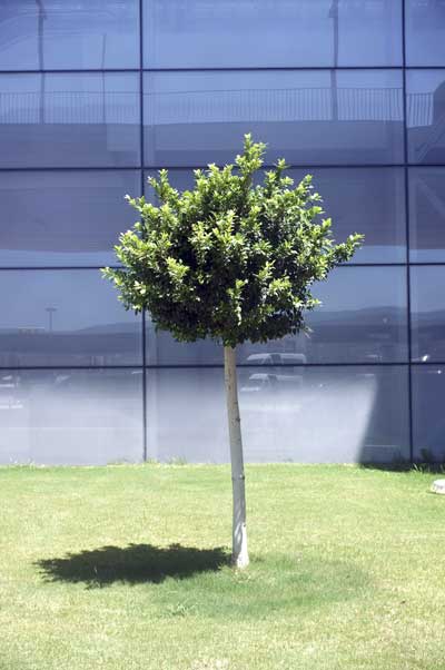 Municipality Tree Services