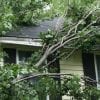 Residential Tree Services