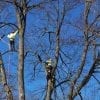 Tree Branch Removal in Barrie, Ontario
