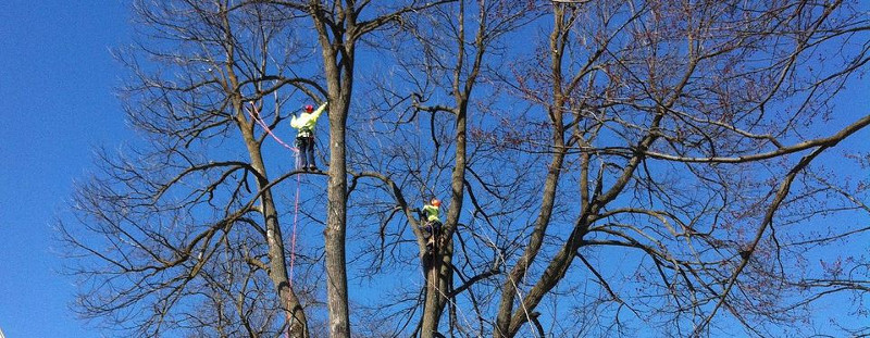 Tree Pruning in Simcoe County, Ontario