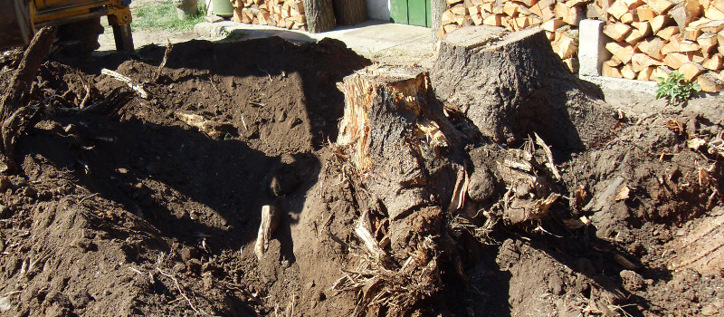 Stump Removal in Innisfil, Ontario