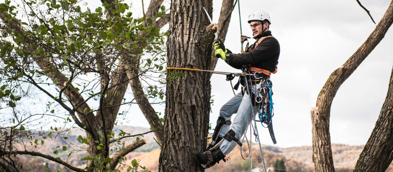 Arborist in Barrie, Ontario