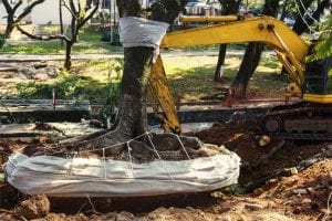 Tree Removal in Barrie, ON