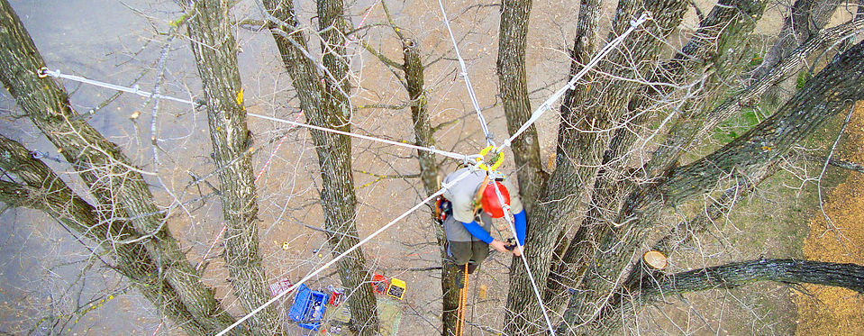 Tree Pruning, Innisfil, ON