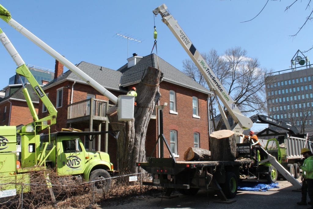 Commercial Tree Services, Innisfil, ON