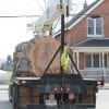 Tree Removal, Muskoka County, ON