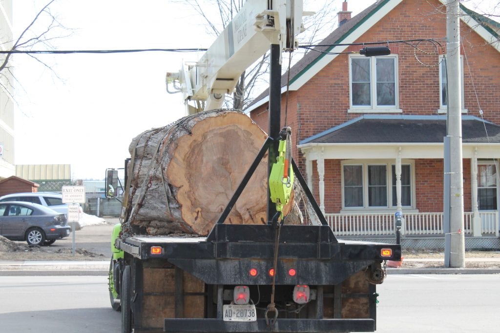 Tree Removal, Muskoka County, ON