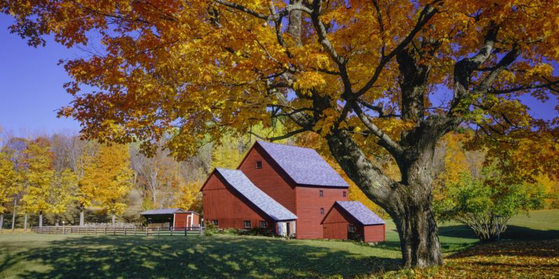 One thing that needs to be done on a regular basis is tree pruning