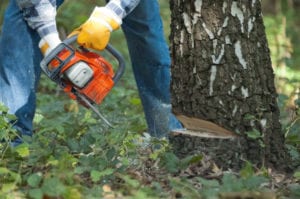 professional and reliable company for tree removal