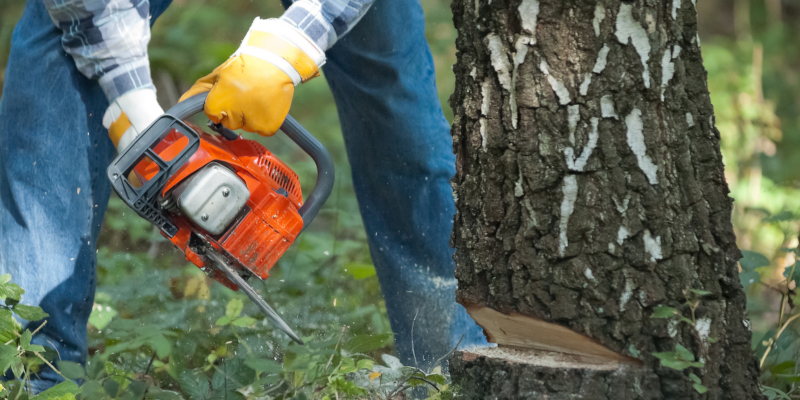 professional and reliable company for tree removal