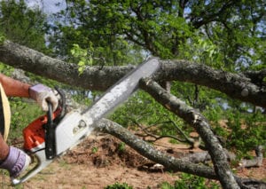 reliable and knowledgeable company for tree branch removal