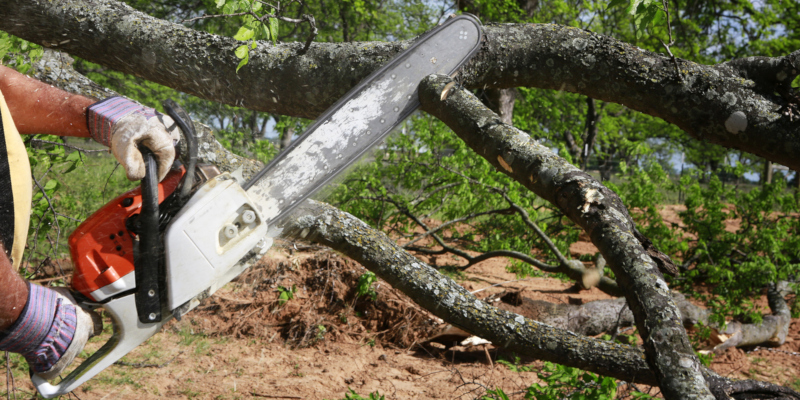 reliable and knowledgeable company for tree branch removal