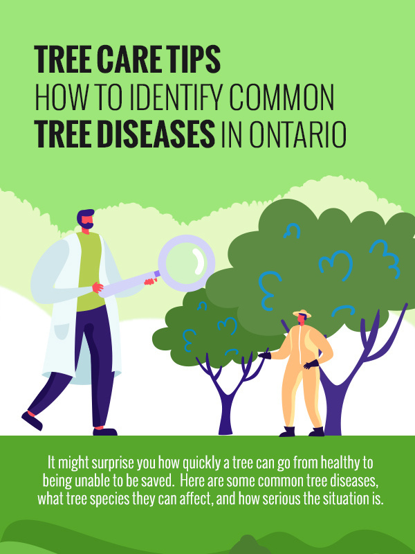 Tree Care Tips How to Identify Common Tree Diseases in Ontario