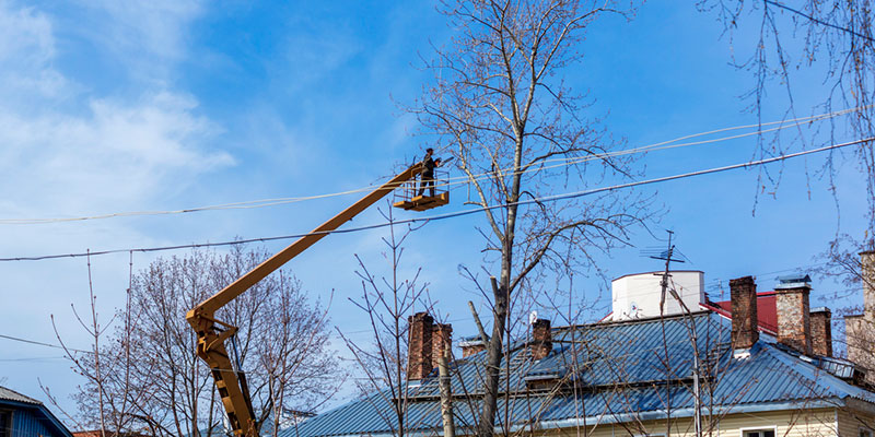 Tree removal isn’t something that is easy for arborists like ours