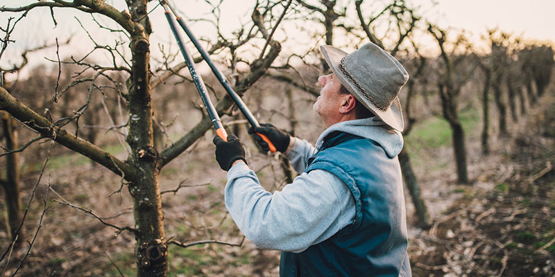 practice good tree pruning practices