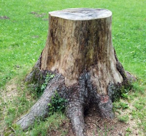 stump removal for an existing tree or stump