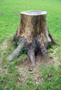 stump removal for an existing tree or stump