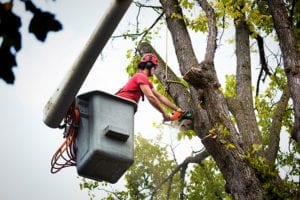 you want your tree branch removal to look professional