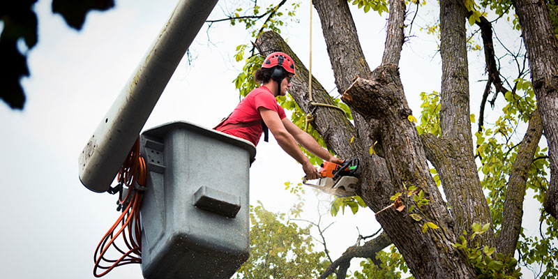 you want your tree branch removal to look professional