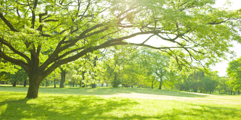 Tree services also include repair for damaged trees