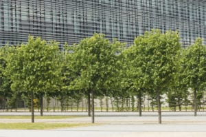 you should hire a professional for commercial tree services