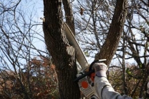 hiring a professional for tree removal