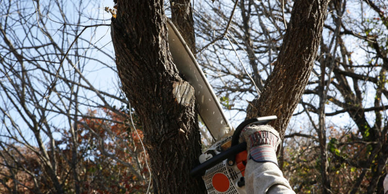 hiring a professional for tree removal