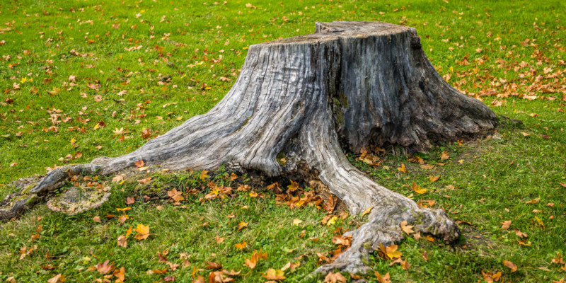 Hiring a professional for stump removal 