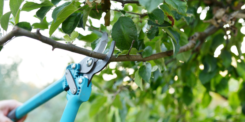 take care of all of your tree pruning needs