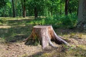 Do You Really Need Stump Removal?