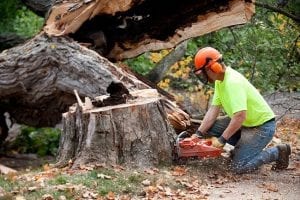 Safety Benefits of Professional Tree Removal