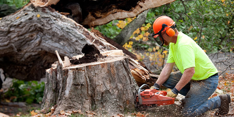 Safety Benefits of Professional Tree Removal