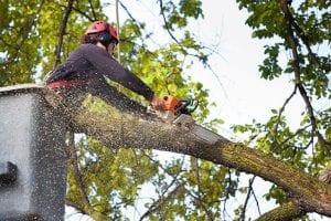 Advantages of Commercial Tree Services