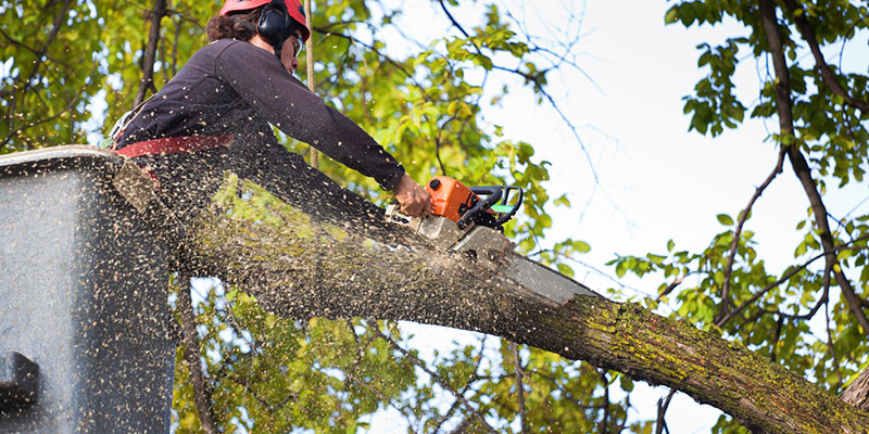 Advantages of Commercial Tree Services