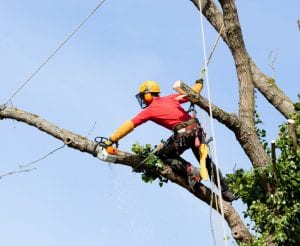 Signs You Need to Call an Arborist