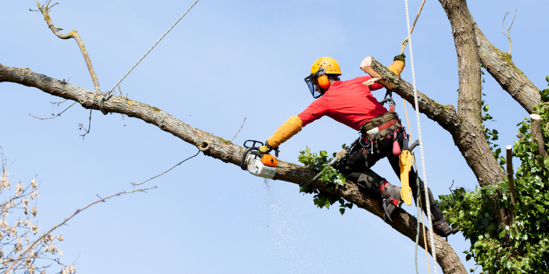 Signs You Need to Call an Arborist