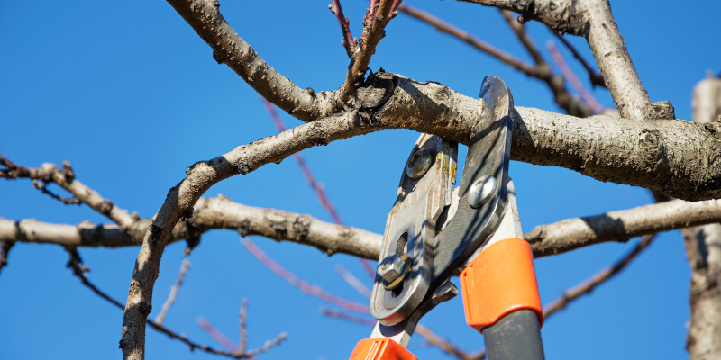 Annual Tree Care 101