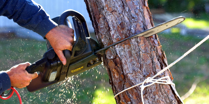 When is Tree Removal Necessary?