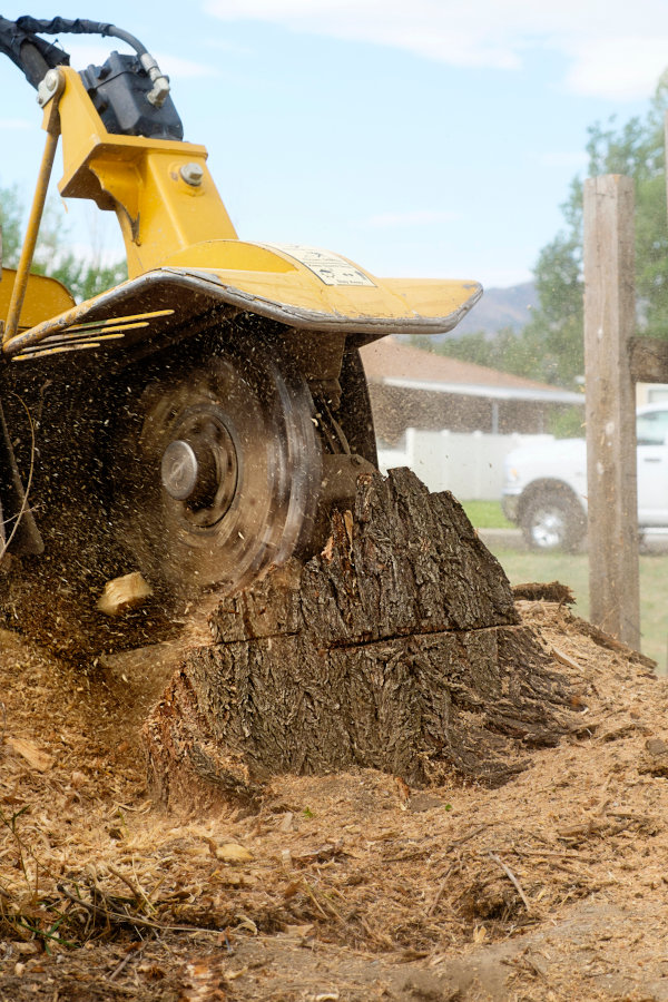 Do You Really Need Stump Removal?