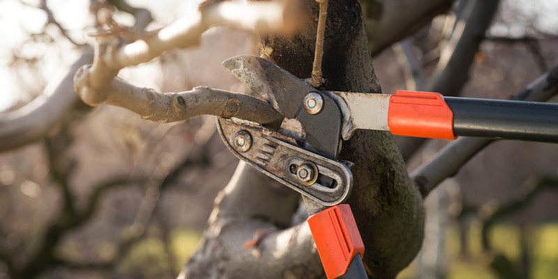 Show Your Trees Some Love With Tree Pruning