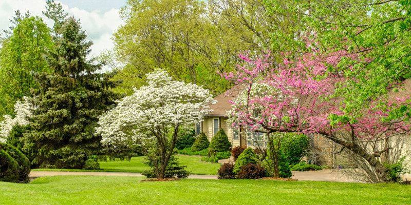 Tree Services Keep Your Trees Healthy