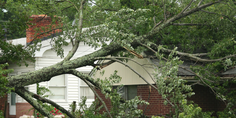 Top-Notch Tree Removal