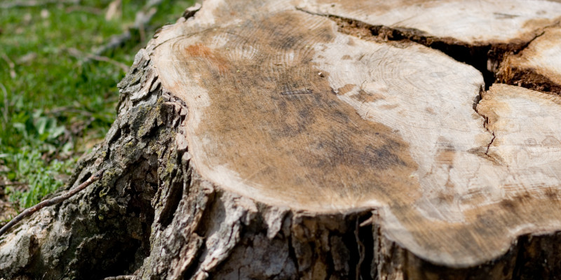 Professional Stump Removal