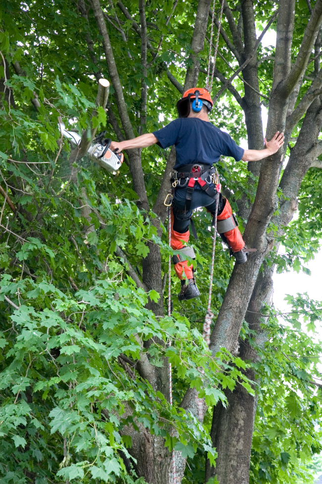 Safe and Effective Tree Branch Removal