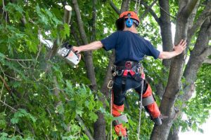 Safe and Effective Tree Branch Removal